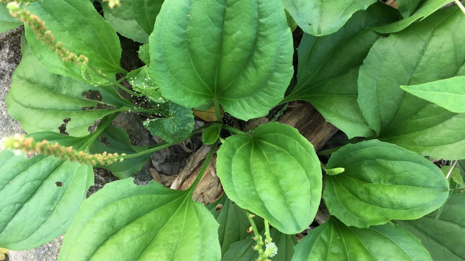 Dịch chiết lá mã đề được kết hợp bào chế siro Broncamil Bimbi.