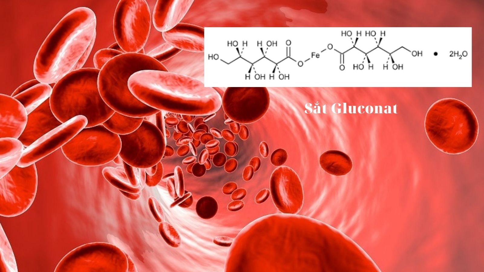 Sắt tham gia vận chuyển oxy trong máu.