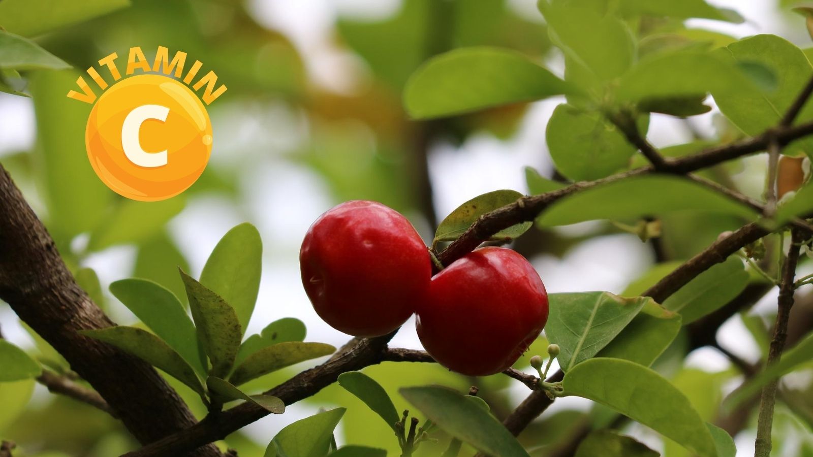 Sơ ri là nguồn cung cấp vitamin C dồi dào.