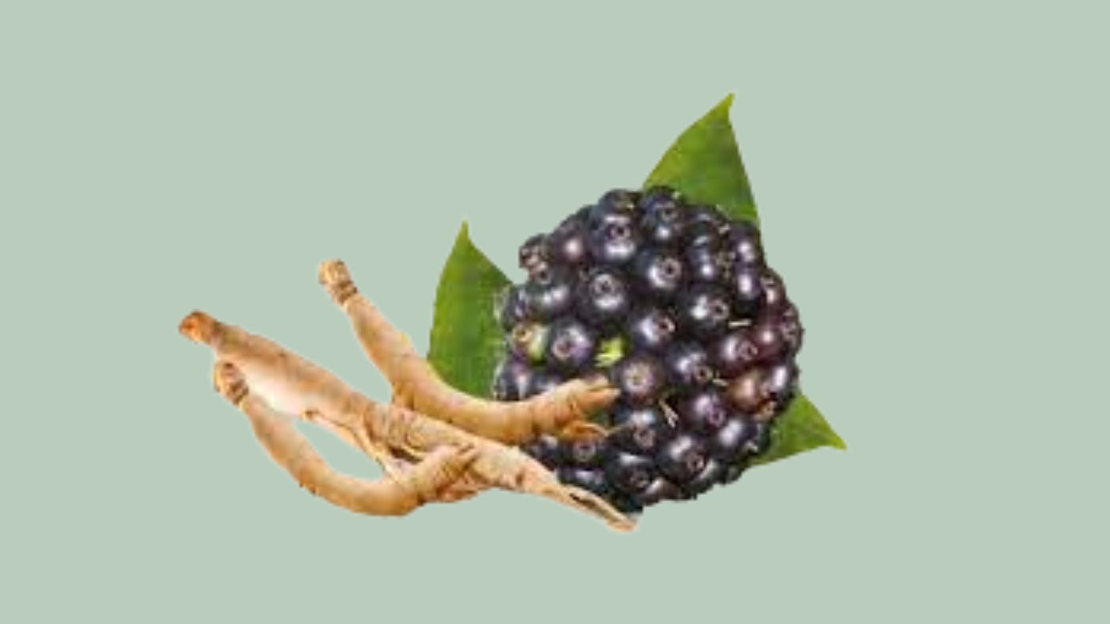 Sâm siberia tăng cường sức đề kháng ở trẻ.