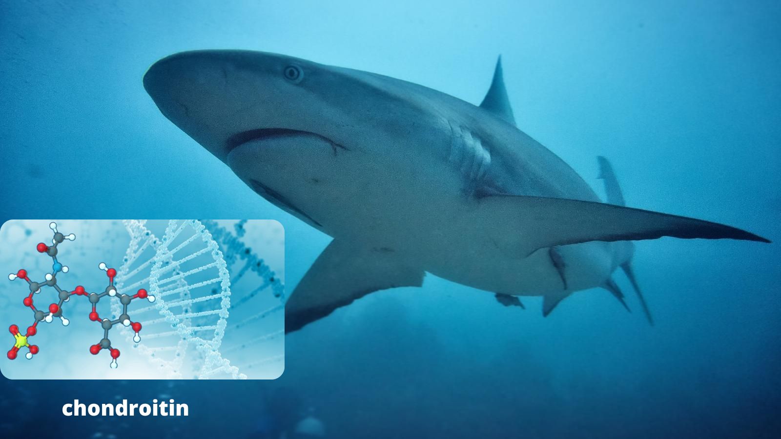 Sụn cá mập có trong Flex 5 đạt chuẩn chất lượng Hoa Kỳ