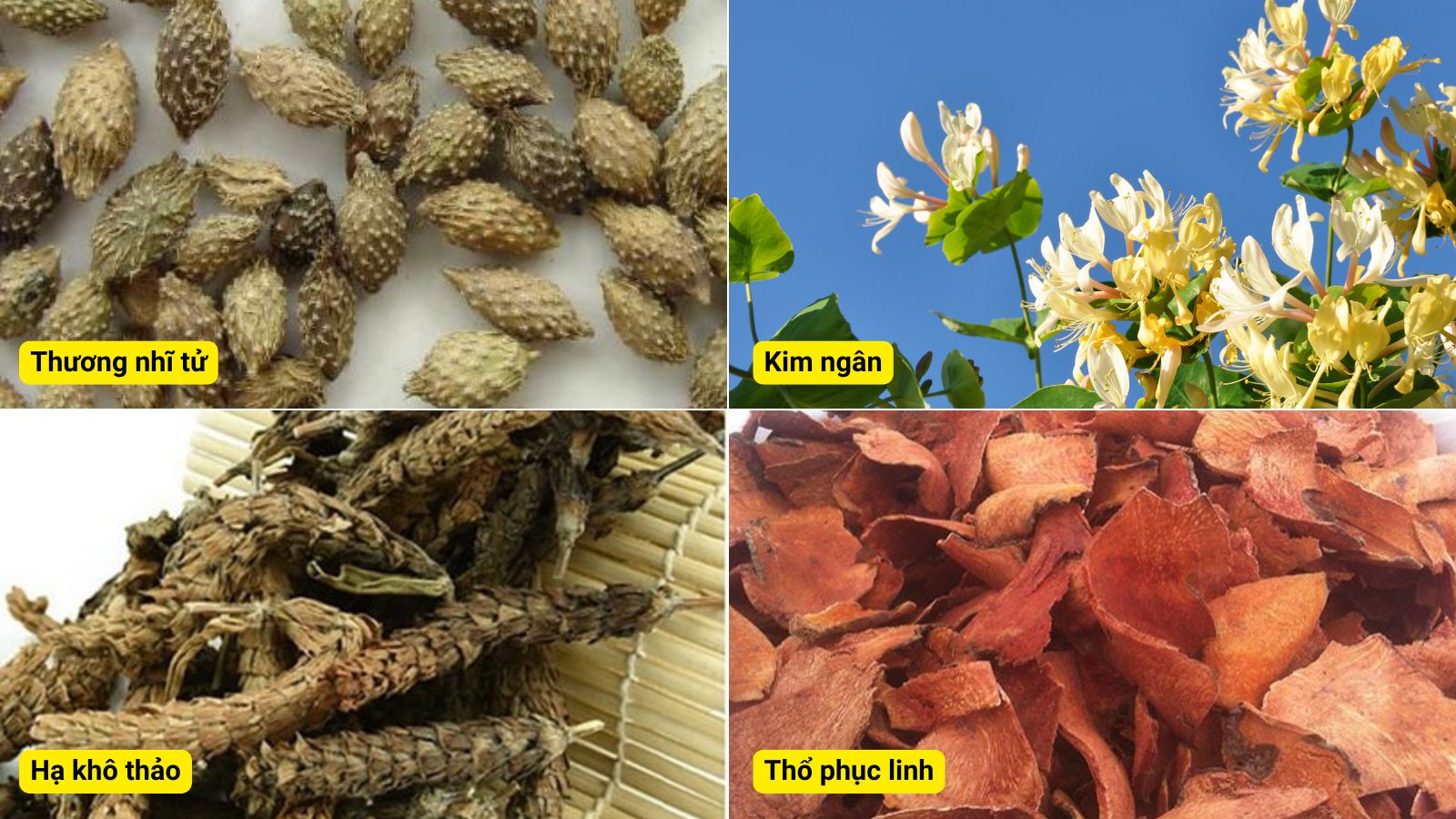 Giải độc mát gan Eurovit được bào chế từ 100% dược liệu thiên nhiên