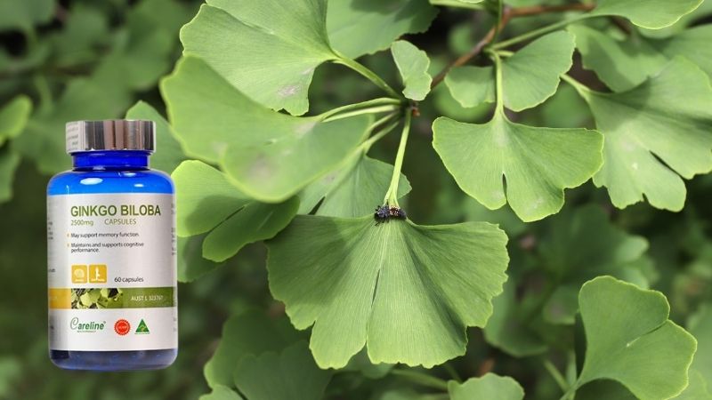 Lá cây bạch quả là thành phần chính của Careline Ginkgo Biloba 2500mg