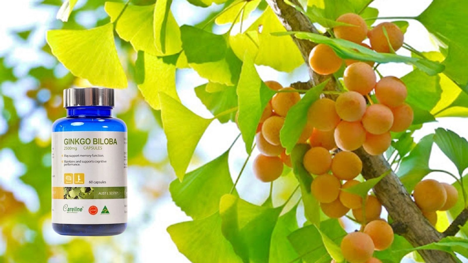 Ginkgo Biloba mang lại công dụng tuyệt vời cho não bộ.