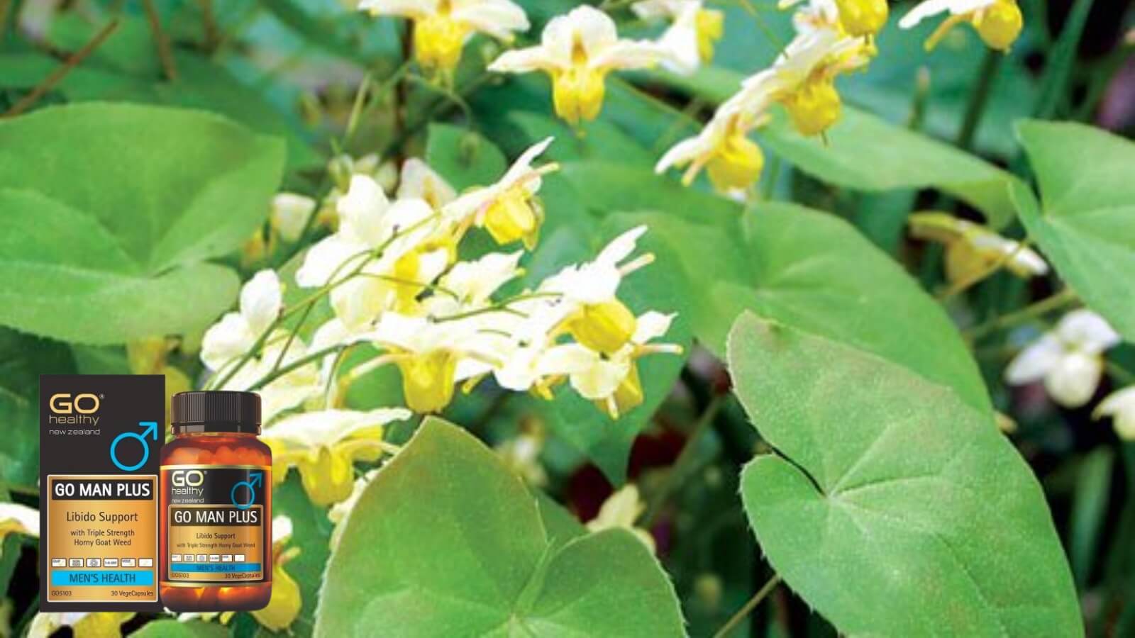 Dâm Dương Hoắc - Thành phần chính của Go Man Plus