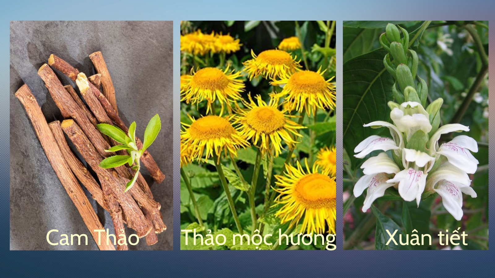    Nhóm thảo dược vàng trong việc điều trị bệnh hô hấp đặc biệt là loại bỏ đờm mủ và tăng cường chức năng phổi
