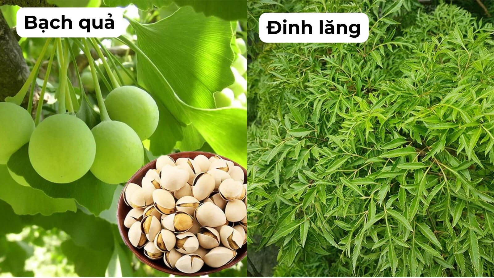 Thành phần chính có trong viên uống Hoạt Huyết Dưỡng Não Abiphar