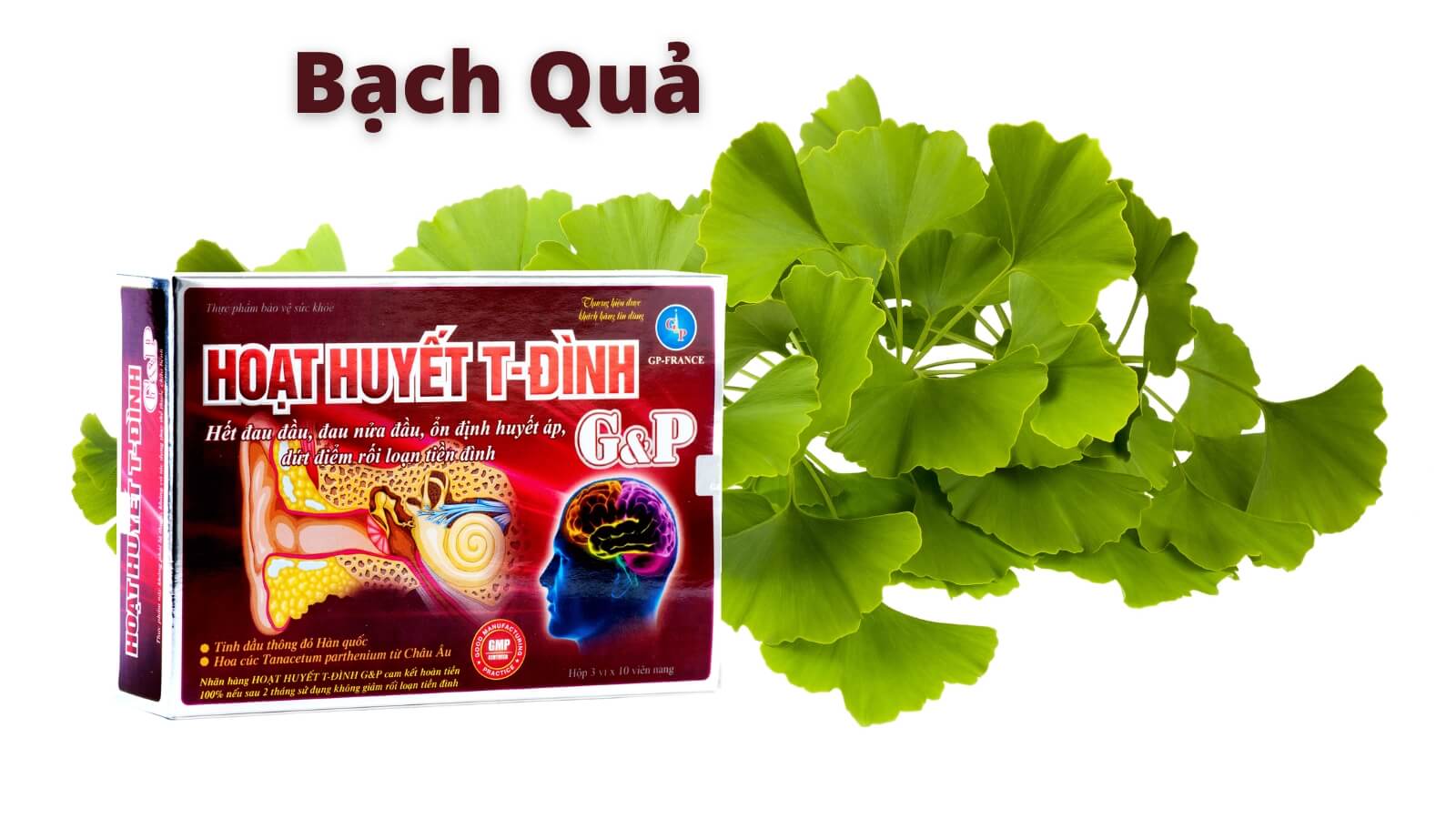 Hoạt huyết T-Đình G&P chứa hàm lượng cao Ginkgo Biloba