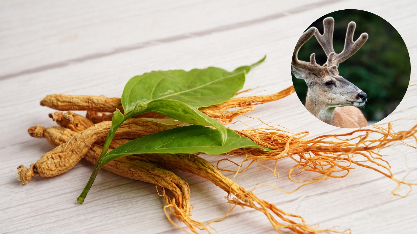 Sản phẩm với các thành phần từ thiên nhiên giúp bồi bổ, nâng cao sức đề kháng cho cơ thể 