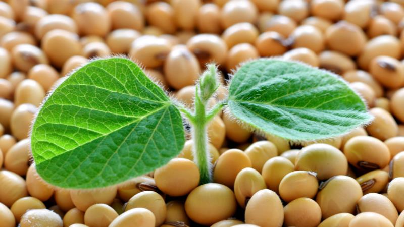 Healthy Care Super Lecithin được chiết xuất từ mầm đậu nành cao cấp của Úc