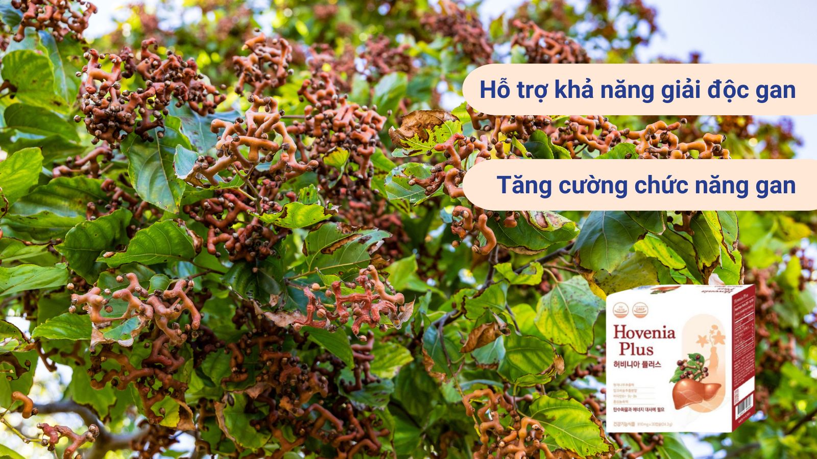 Chiết xuất Hovenia dulcis thunberg trong Hovenia Plus giúp tăng cường giải độc cho gan