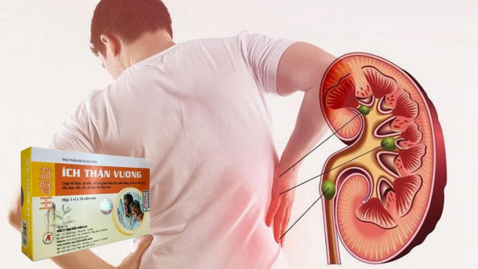 Lợi ích của Ích Thận Vương với chức năng thận