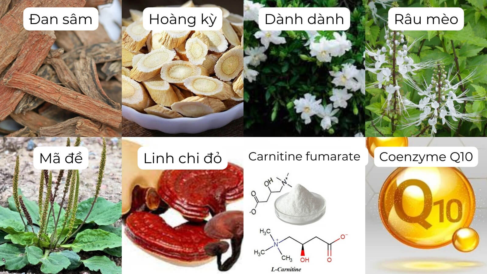 Các thành phần chính có trong Ích Thận Vương
