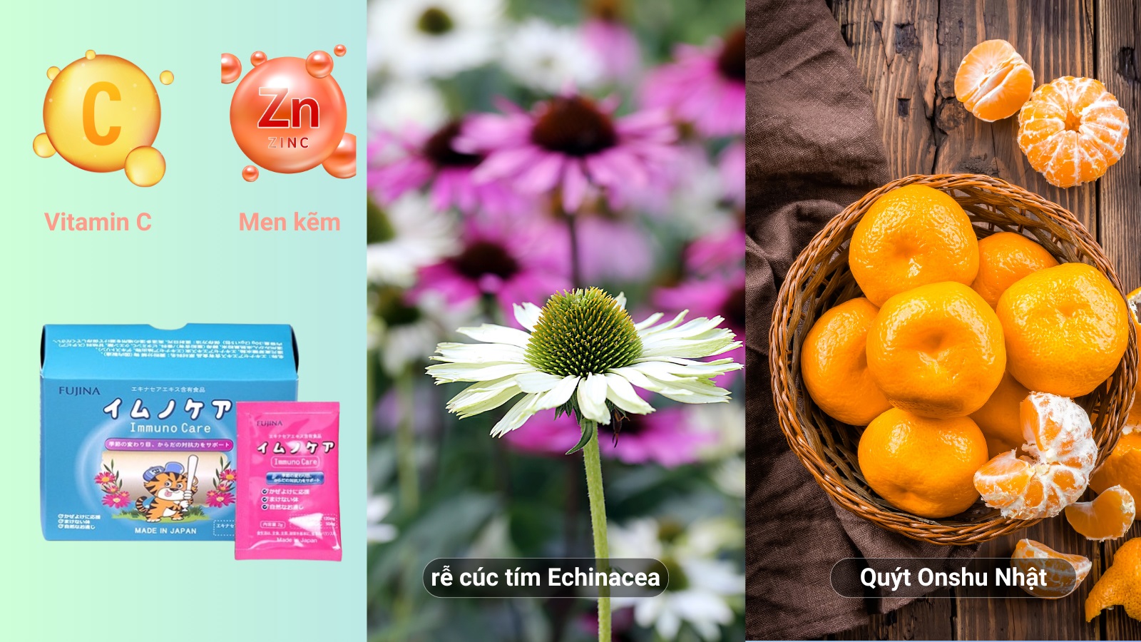 Thành phần trong Immuno Care - Tăng đề kháng, giảm nguy cơ viêm hô hấp