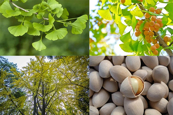 Thành phần Ginkgo Biloba được chiết xuất từ cây bạch quả