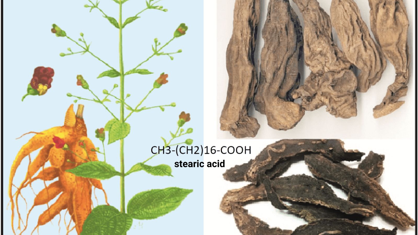 Huyền sâm là một thảo dược quý
