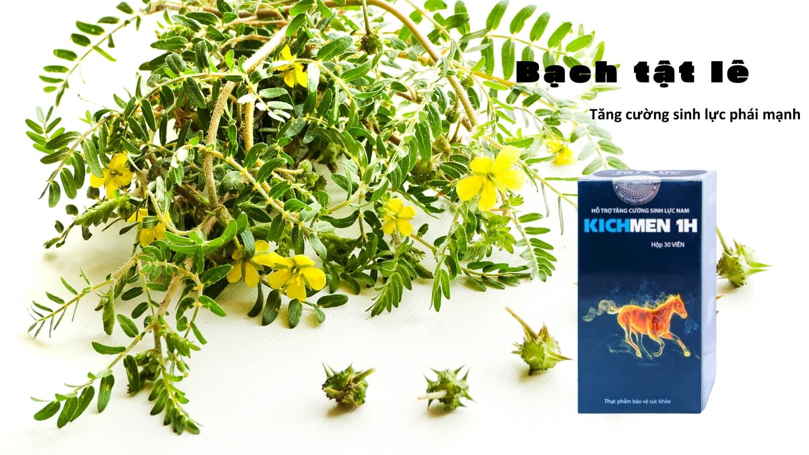 Kichmen 1H chứa hàm lượng cao Bạch tật lê