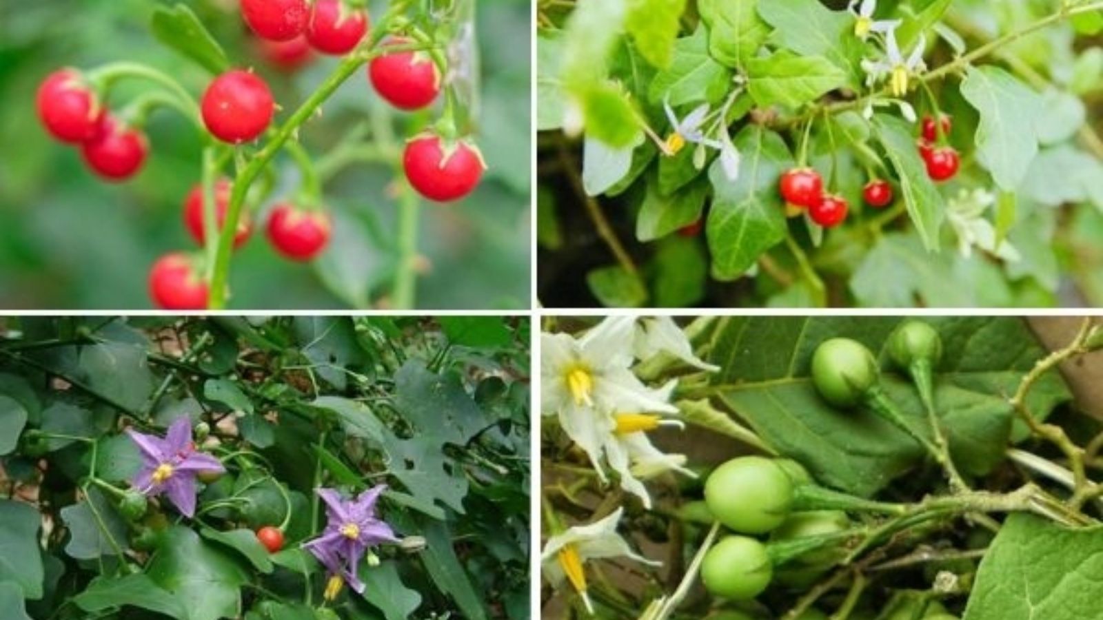 Cà gai leo - Thảo dược có tác dụng tốt cho gan 