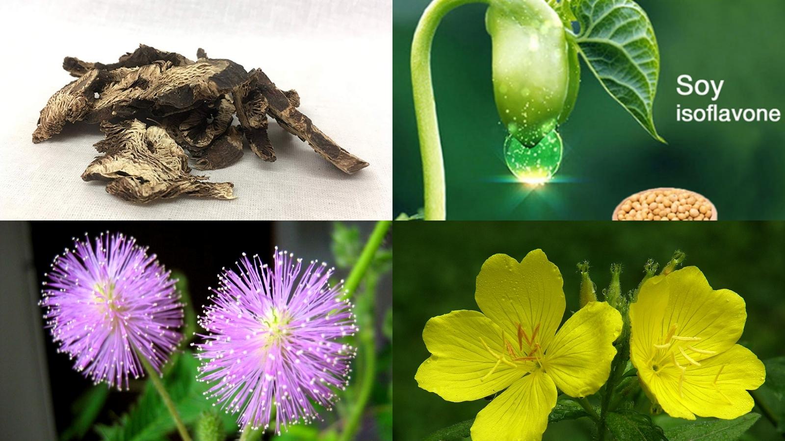 Nhóm thành phần có nguồn gốc từ thiên nhiên an toàn cho phụ nữ