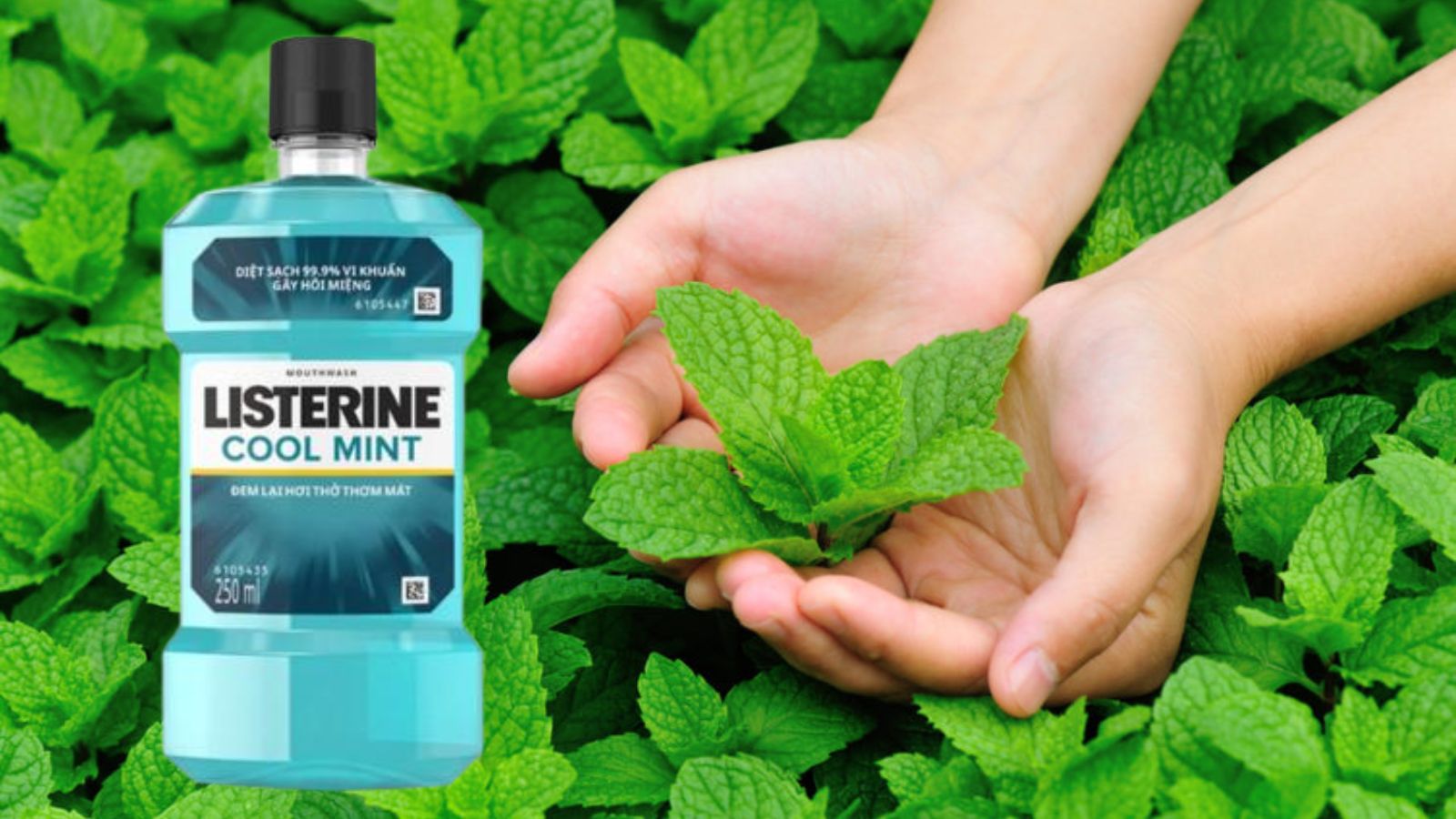 Listerine cool mint 250ml - Nước súc miệng hàng ngày