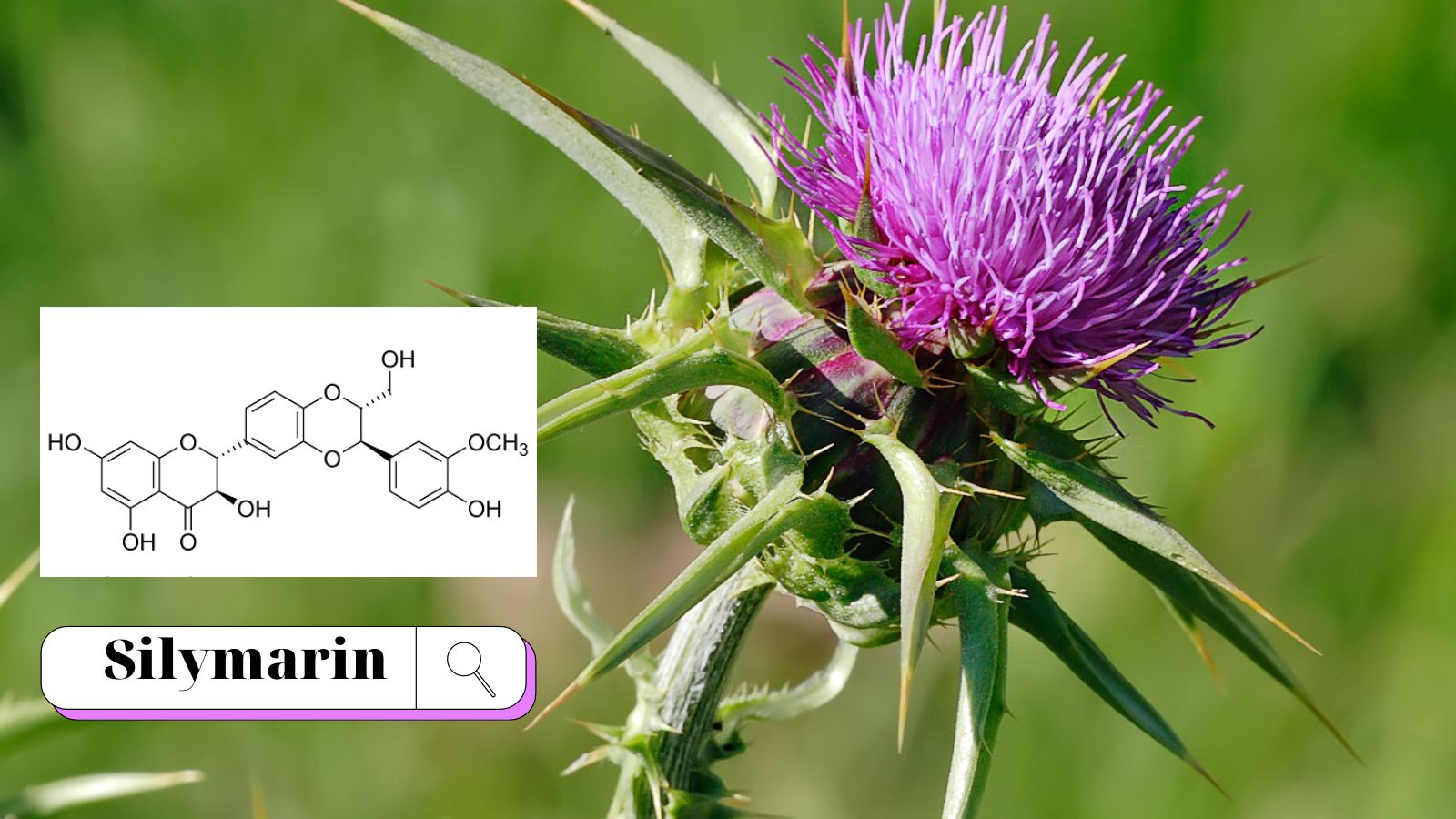 Liver Tonic CareLine có chứa chiết xuất cây Kế sữa có tác dụng tốt cho gan