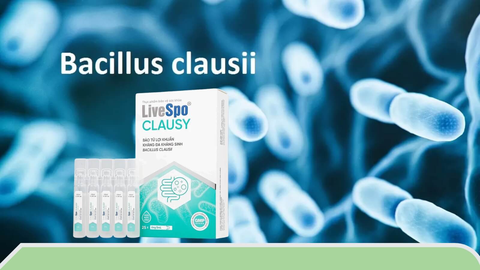 LiveSpo Clausy (25 ống) có thành phần chính là Bacillus clausii