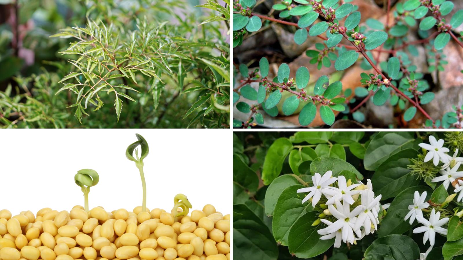 Cốm lợi sữa Takira giúp giảm viêm tắc tuyến sữa