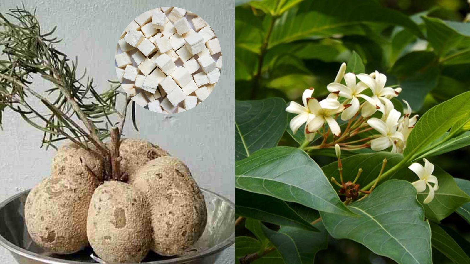 Thành phần cao Bạch Phục Linh và Mộc hoa trắng có trong sản phẩm