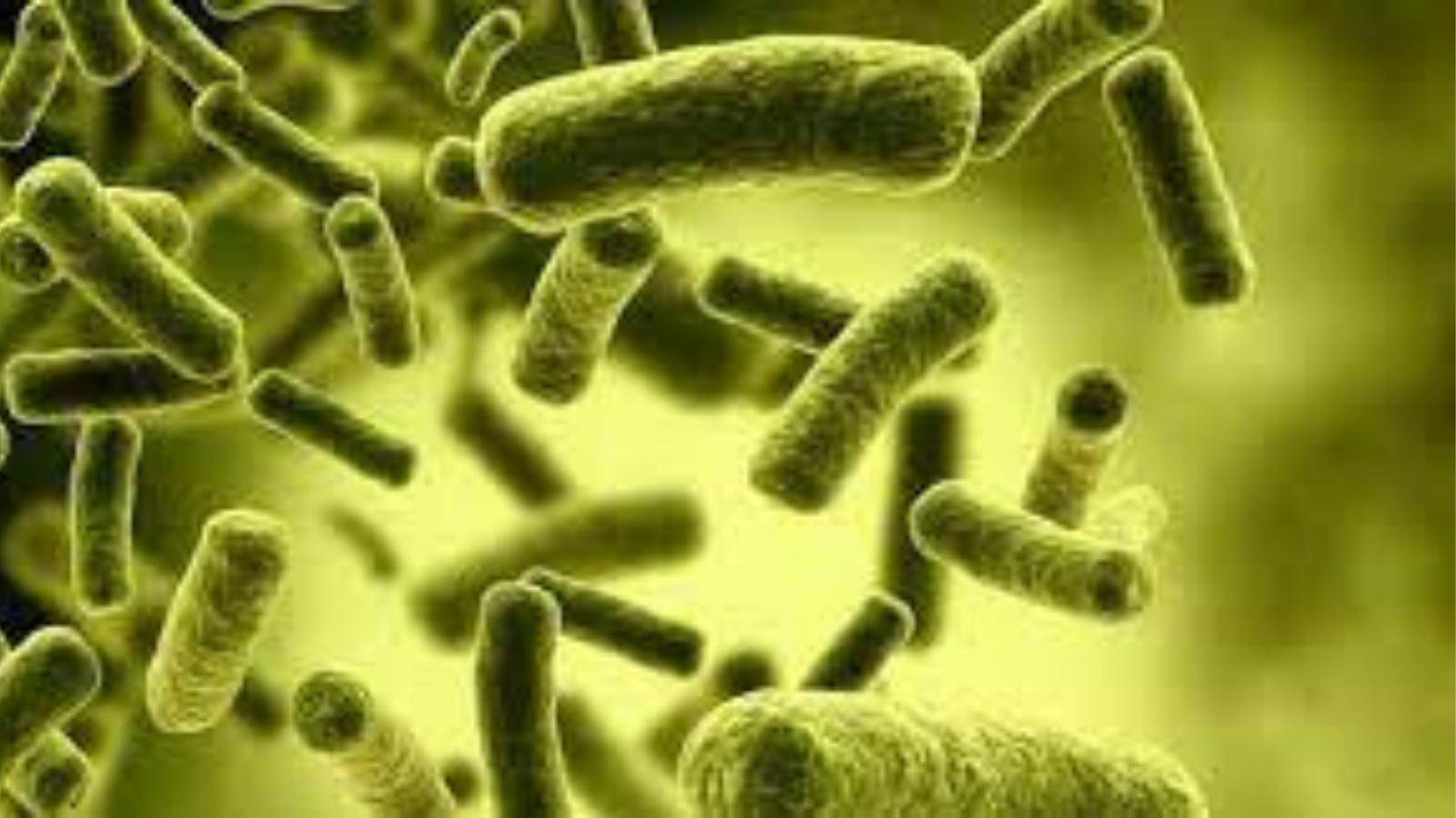 Sản phẩm bổ sung nhiều loại lợi khuẩn có lợi cho đường ruột