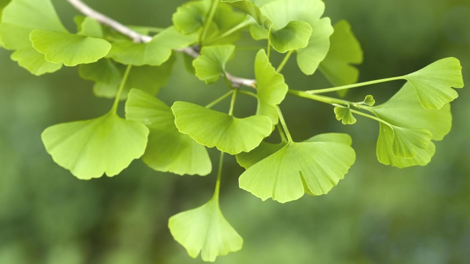 Thành phần chứa Ginkgo Biloba tốt cho trí não