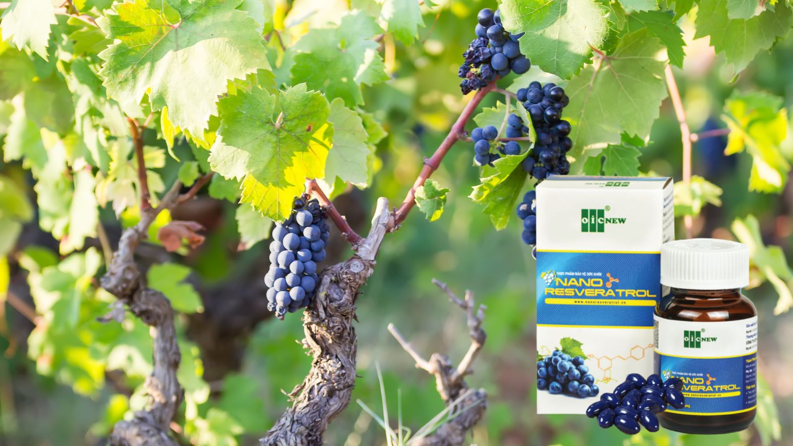 Nano Resveratrol hỗ trợ bảo vệ sức khỏe
