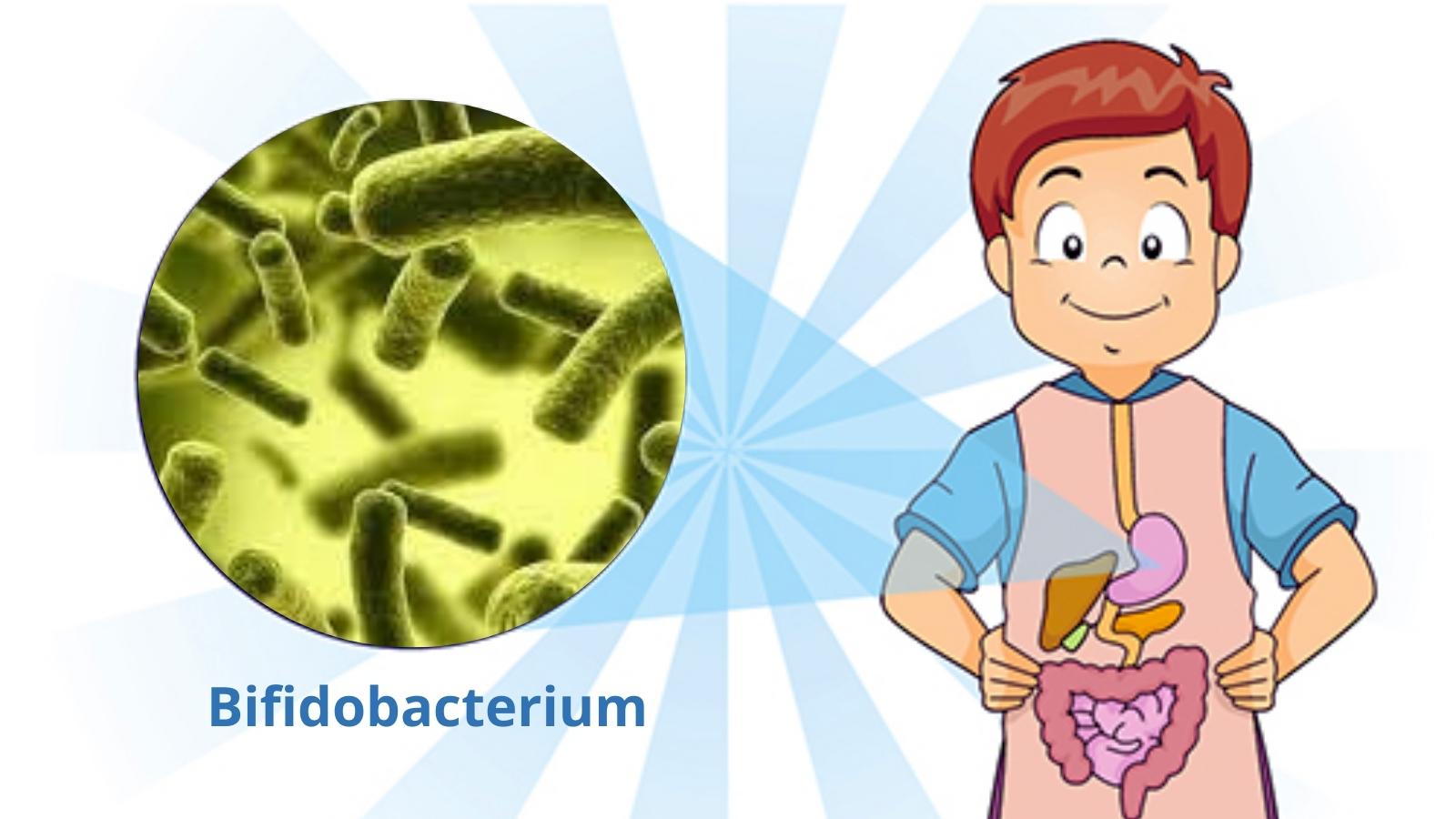 Lợi khuẩn Bifidobacterium giúp cân bằng hệ vi sinh đường ruột