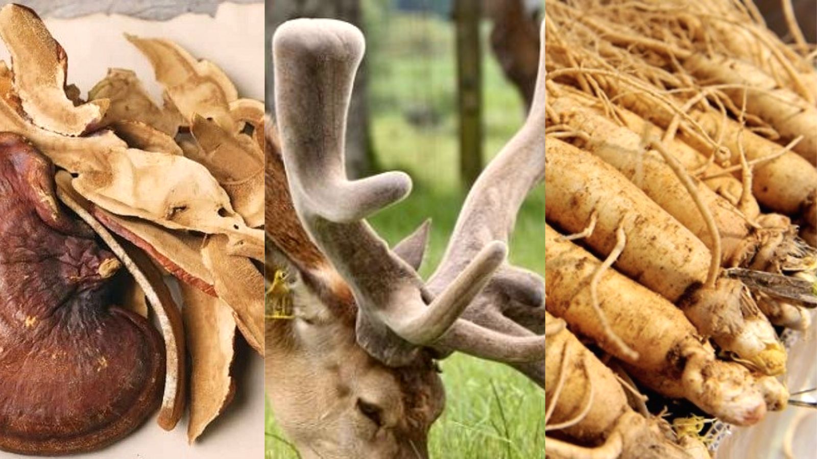 Ba nguyên liệu chính quý hiếm và bổ dưỡng có trong nước Hồng sâm Kgs.