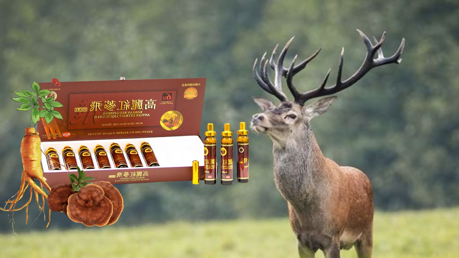 Nước Hồng sâm nhung hươu linh chi Kgs giúp nâng cao sức khỏe cho người dùng.