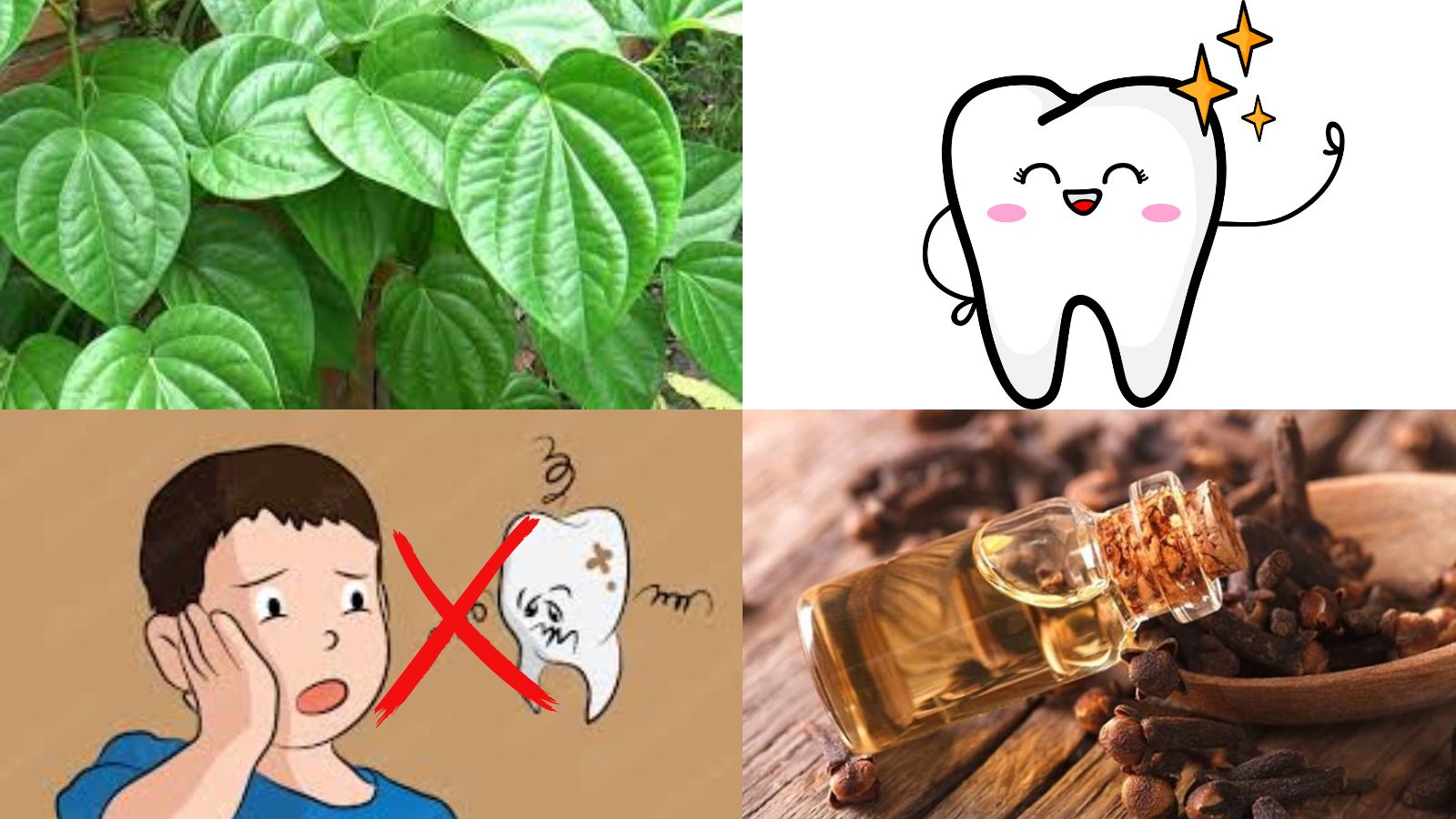 Trầu không và đinh hương là rất tốt cho việc chăm sóc sức khỏe răng miệng
