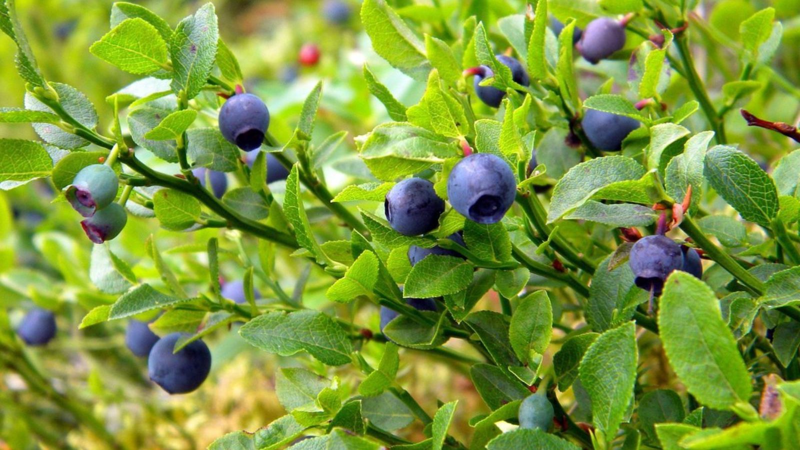 Dịch chiết việt quất đen có trong viên uống bổ mắt Nutriqueen Bilberry Plus Lutein