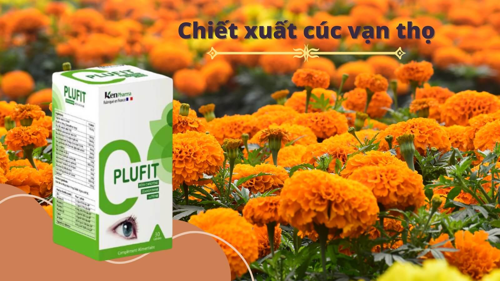 Plufit chứa thành phần chiết xuất hoa cúc vạn thọ