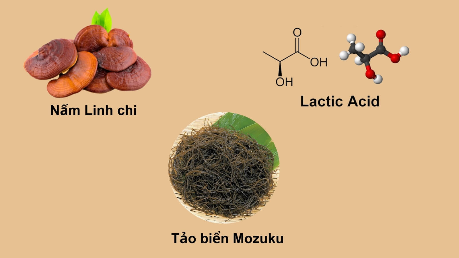 Premium Fucoidan bao gồm sự kết hợp của ba thành phần