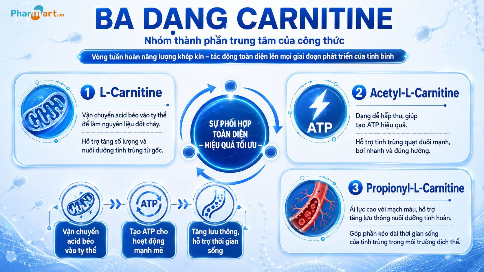 Ba dạng carnitine phối hợp cung cấp năng lượng và cải thiện khả năng vận động của tinh trùng