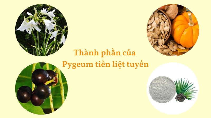 4 thành phần dược liệu nổi bật trong Pygeum KingPhar