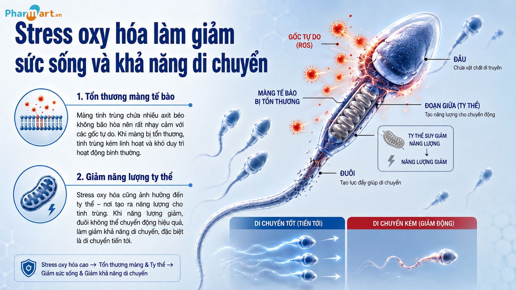 Stress oxy h&oacute;a l&agrave;m giảm sức sống v&agrave; khả năng di chuyển của những tinh binh