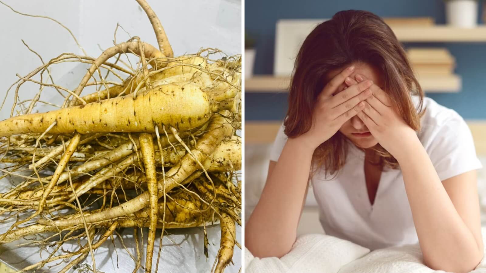 Sâm bổ chính có tác dụng thanh nhiệt, nhuận tràng, bồi bổ tinh thần, sinh thần khí