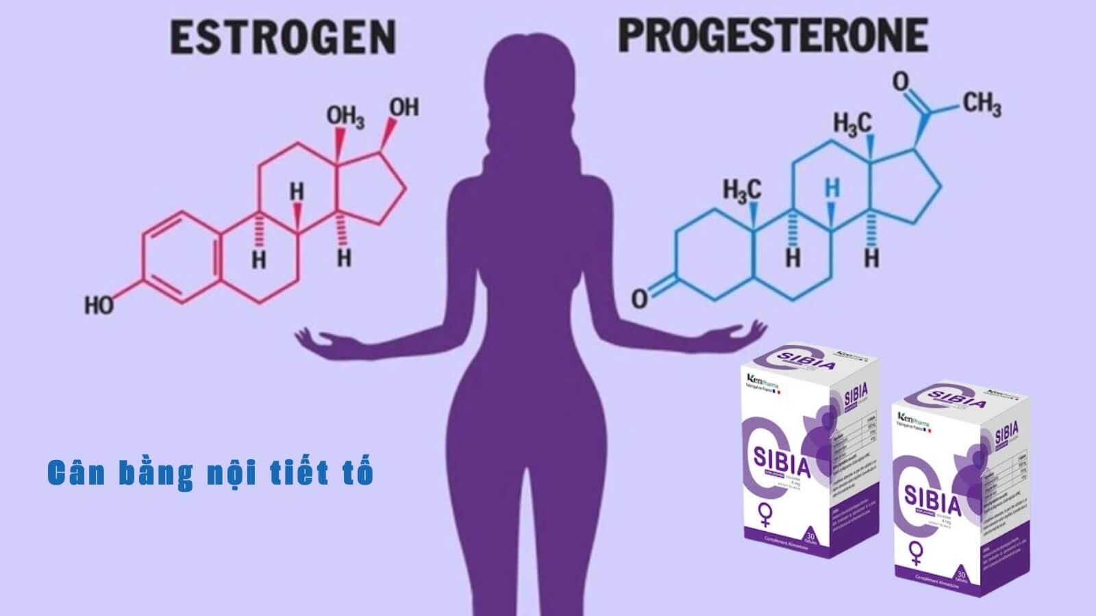 Sibia chứa các hoạt chất giúp cân bằng nội tiết tố nữ
