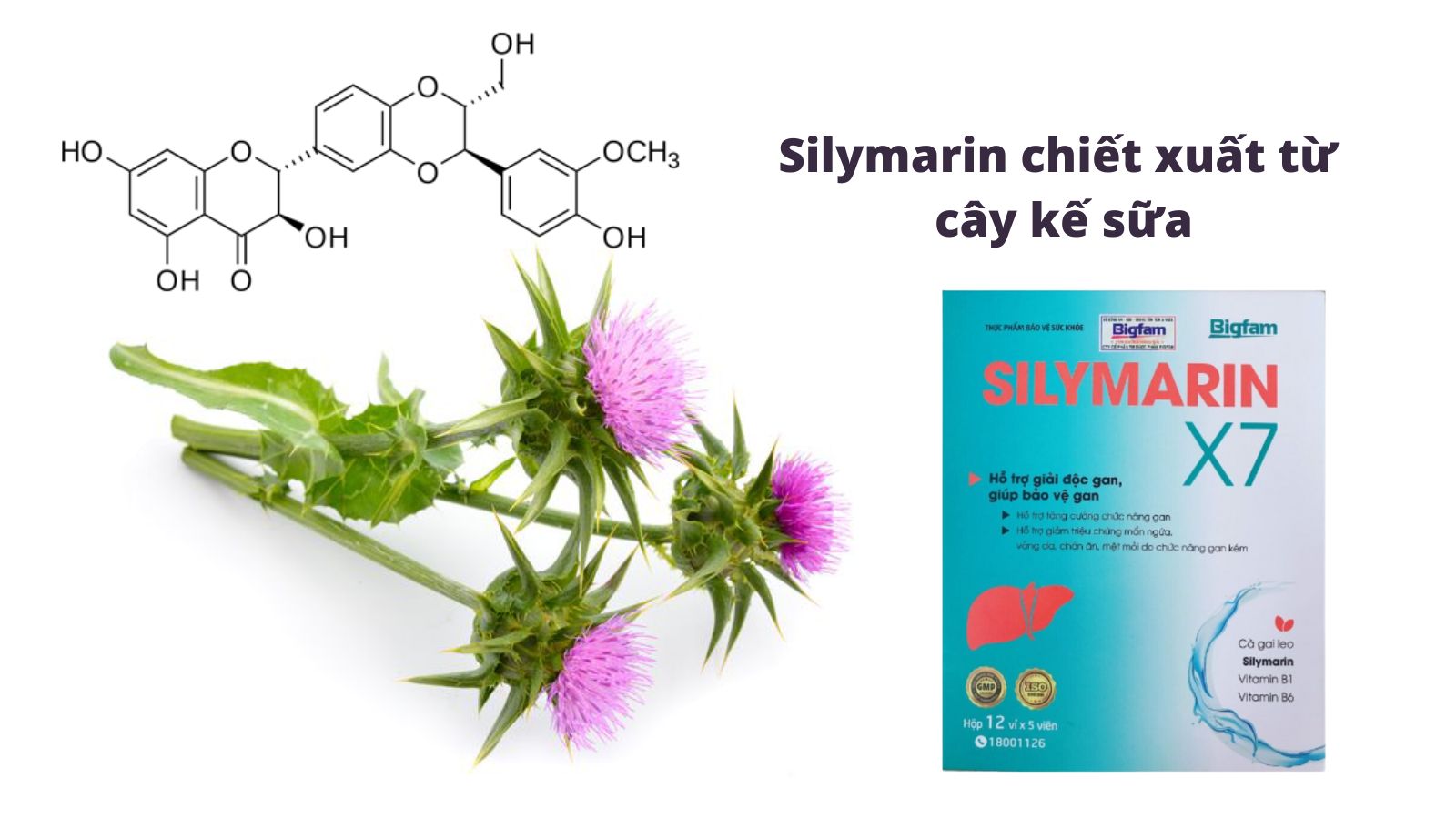 Silymarin được chứng minh tác dụng bảo vệ, giải độc gan hiệu quả 