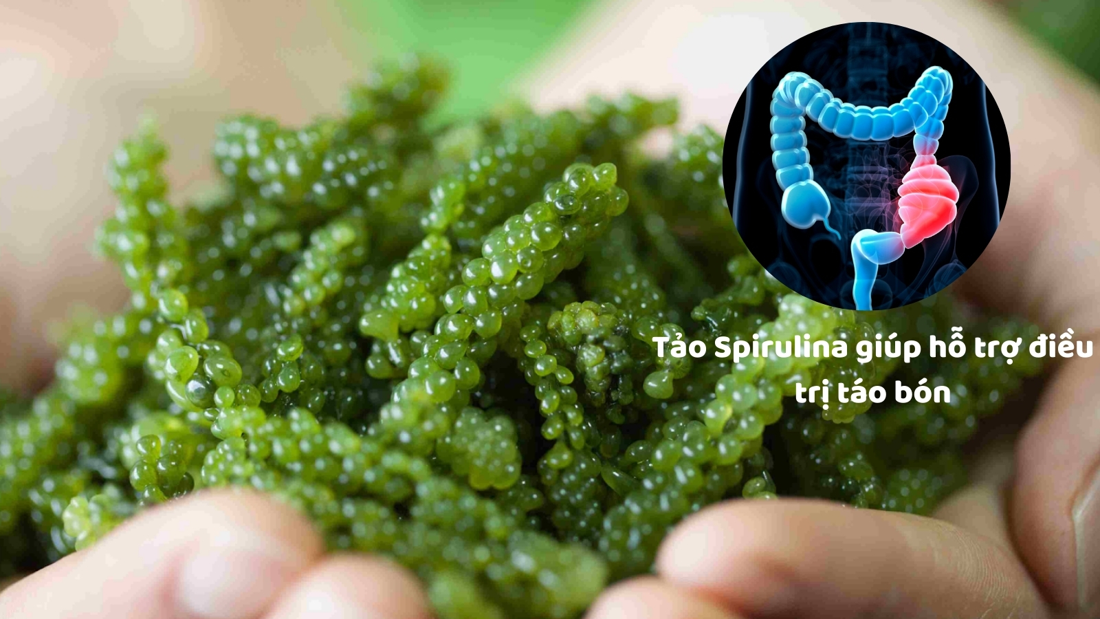Tảo Sprirulina giúp hỗ trợ điều trị táo bón và tăng cường hệ miễn dịch