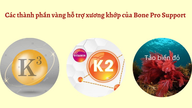 Các thành phần của Bone Pro Support