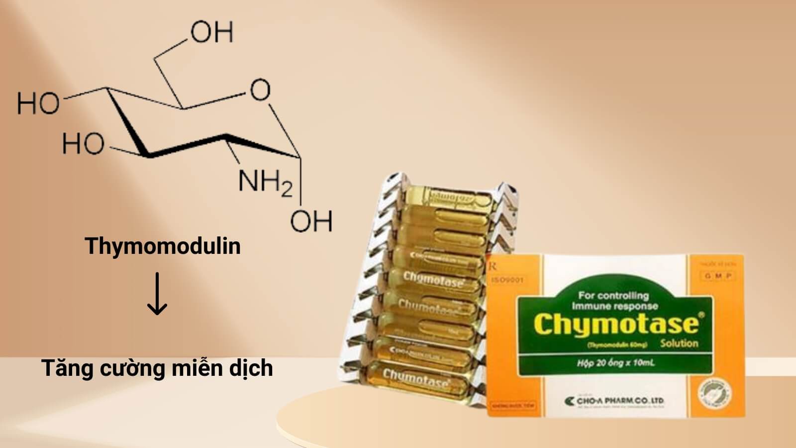 Thymomodulin giúp tăng cường hệ miễn dịch khỏe mạnh