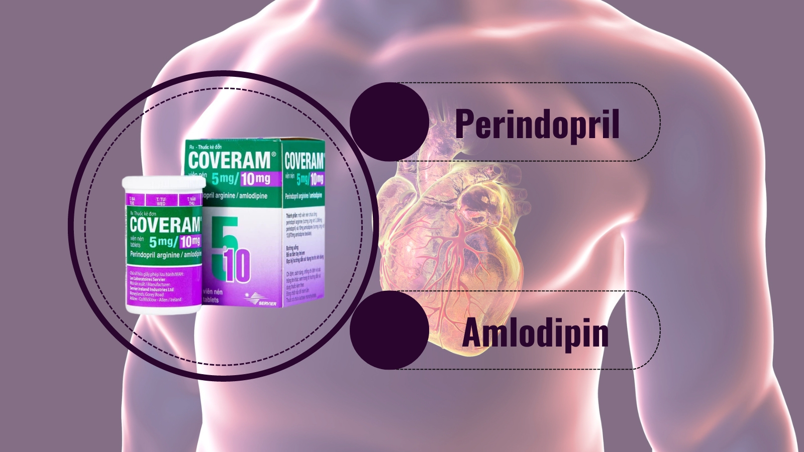 Kết hợp hai hoạt chất Perindopril và Amlodipin giúp gia tăng khả năng kiểm soát huyết áp