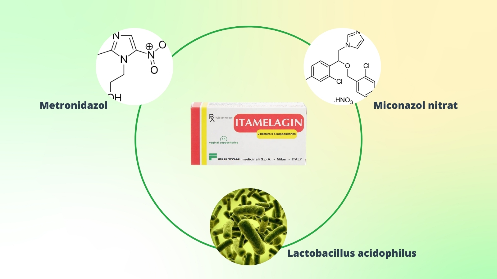 Thành phần lactobacillus spp có tác dụng thúc đẩy môi trường sinh lý âm đạo trở lại bình thường