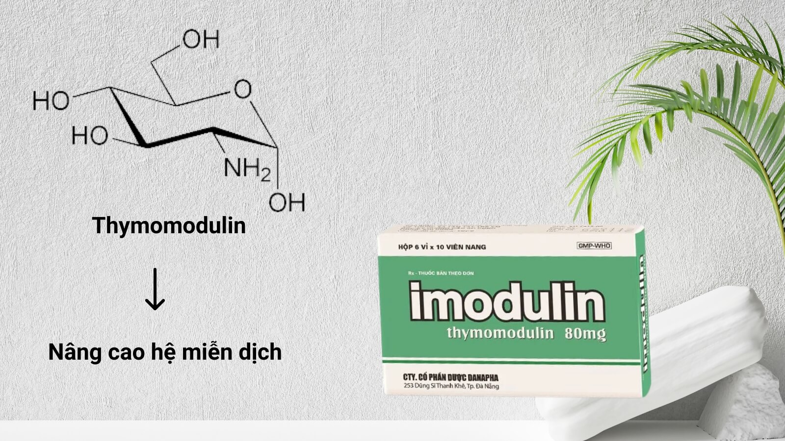 Thymomodulin giúp hệ miễn dịch luôn khỏe mạnh
